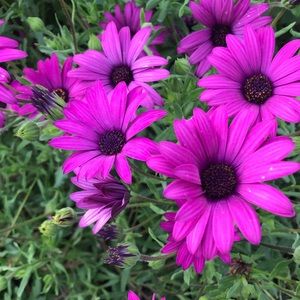 Meet your Posher, Marisa